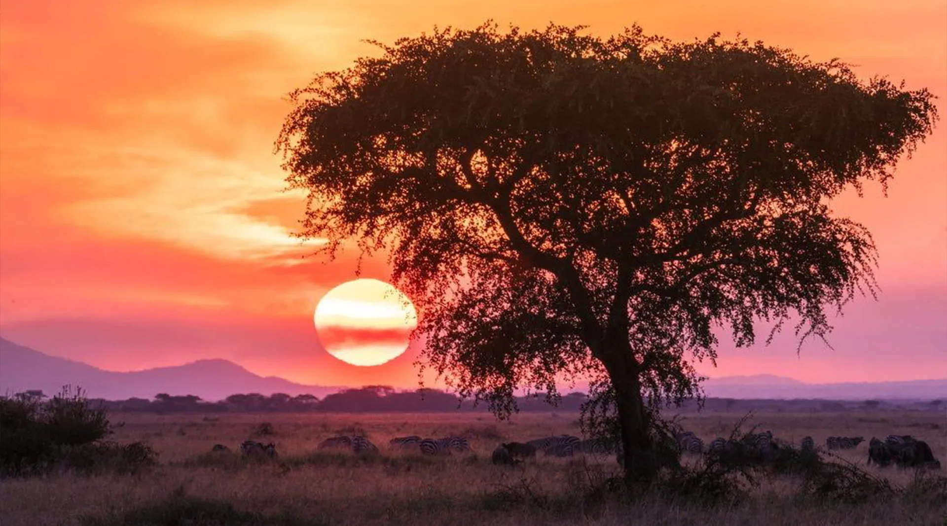 GoTrip-Go-Safari-Tour GoTrip-Go-Safari-Tour