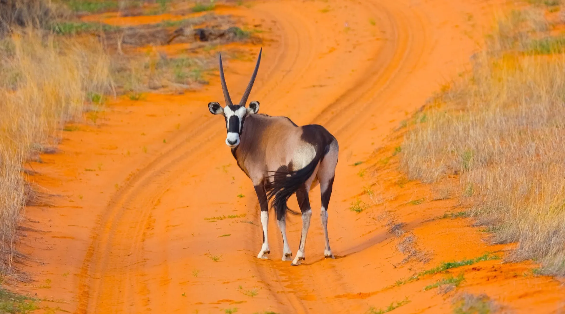 GoTrip-Go-Kgalagadi-Tour-3 GoTrip-Go-Kgalagadi-Tour-3