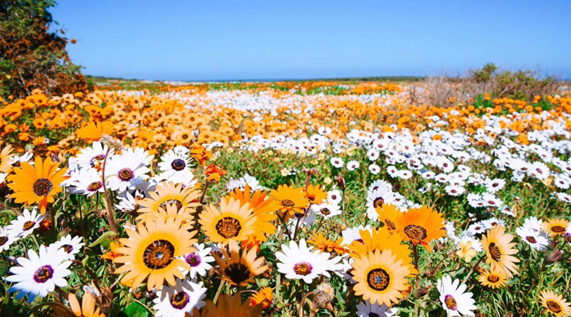 GoTrip-Go-Namaqualand-Tour-2 GoTrip-Go-Namaqualand-Tour-2