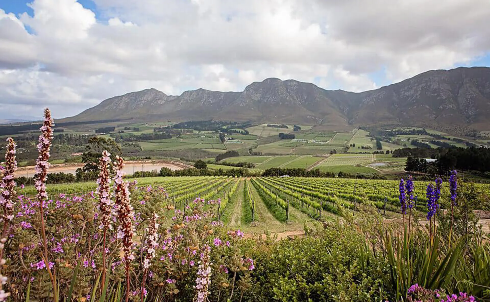GoTrip-Tours-Hermanus-Tour-1 GoTrip-Tours-Hermanus-Tour-1
