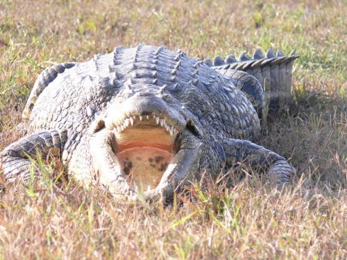 croc