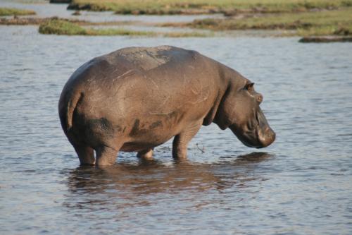hippo