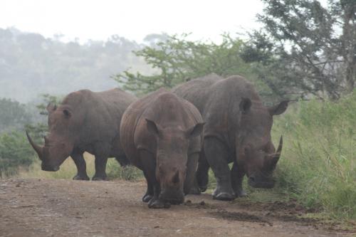 rhino