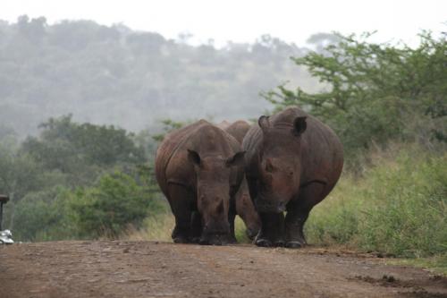 rhino2