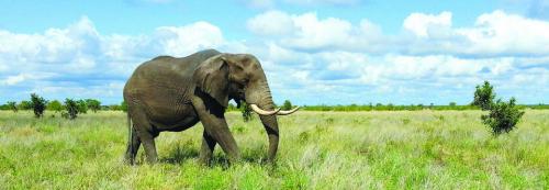 roundabout elephant